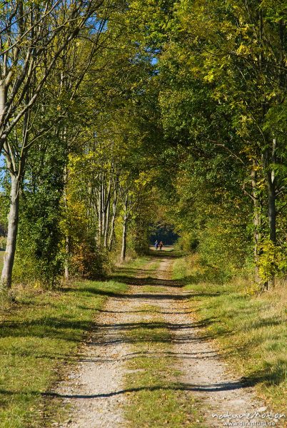 Feldweg, gesäumt von Bäumen, Allee, Tunnel, Westerwald, Göttingen, Deutschland