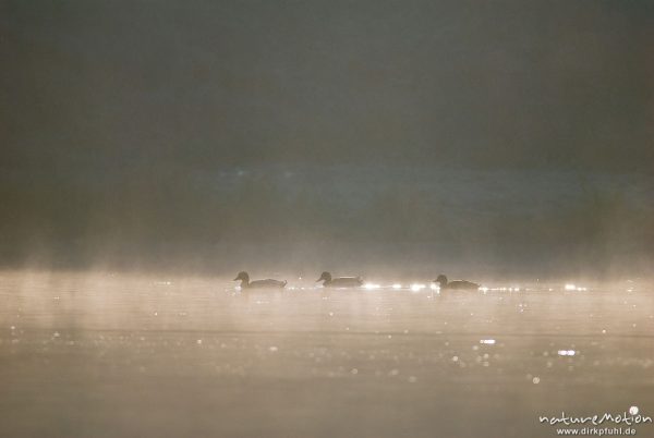 Stockente, Anas platyrhynchos, Anatidae, Tiere schwimmen im Morgennebel, Lichtreflexe auf der Wasser, Wendebachstausee bei Göttingen, Deutschland