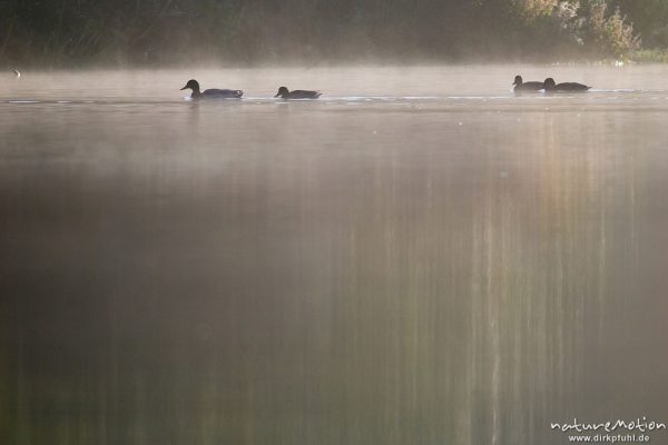 Stockente, Anas platyrhynchos, Anatidae, Tiere schwimmen im Morgennebel, Lichtreflexe auf der Wasseroberfläche, Morgenlicht, A nature document - not arranged nor manipulated, Wendebachstausee bei Göttingen, Deutschland