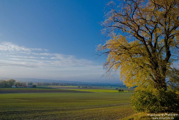 Leineauen südlich Göttingen, blühende Rapsfelder und frisch ausgetriebenes Wintergetreide, Linde mit, Göttingen, Deutschland