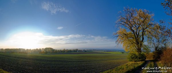 Leineauen südlich Göttingen, blühende Rapsfelder und frisch ausgetriebenes Wintergetreide, Linde mit gelb gefärbtem Herbstlaub, Abendlicht, Göttingen, Deutschland