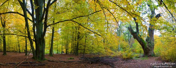 Buchenwald mit Herbstfärbung, ehemaliger Hutewald, alte Eiche, Urwald Sababurg, Deutschland