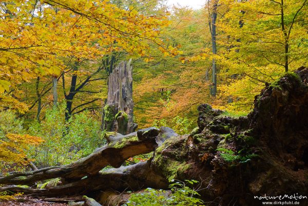 Totholz, Baumstumpf und umgestürzter Stamm einer alten Buche, Herbstlaub, Urwald Sababurg, Deutschland