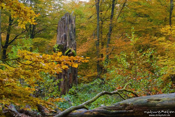 Totholz, Baumstumpf und umgestürzter Stamm einer alten Buche, Herbstlaub, Urwald Sababurg, Deutschland