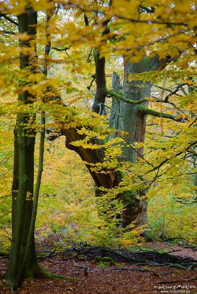 Stamm einer alten Eiche inmitten von Buchenwald, herbstlich gefärbtes Laub, Urwald Sababurg, Deutschland