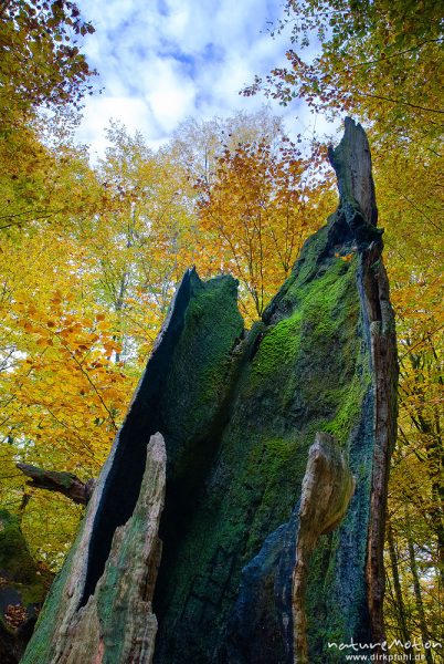 verwitterter Baumstumpf, hohl, moosbedeckt, ragt in den Himmel, dahinter Herbstlaub, Urwald Sababurg, Deutschland
