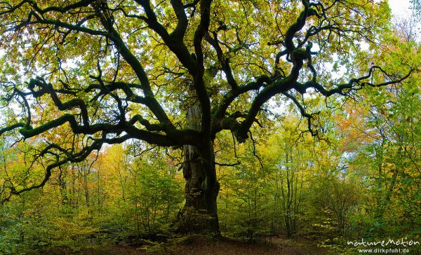 alte Eiche, ehemals einzeln stehend, jetzt inmitten von Buchenwald, Urwald Sababurg, Deutschland