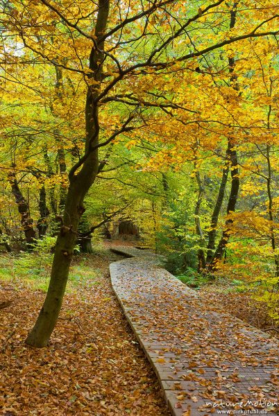 Bohlenweg durch den Herbstwald, bedeckt mit buntem Laub, Urwald Sababurg, Deutschland