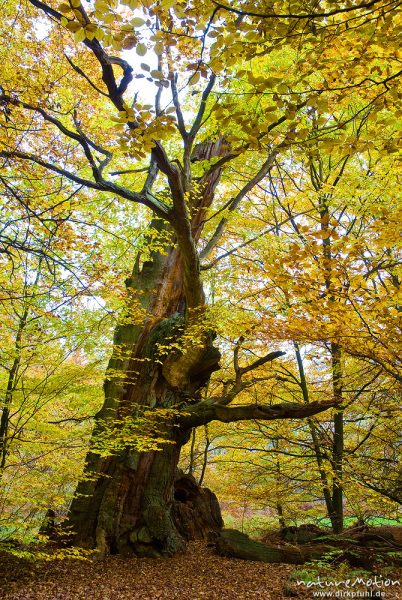 alte Eiche, ehemals einzeln stehend, jetzt inmitten von Buchenwald, Urwald Sababurg, Deutschland