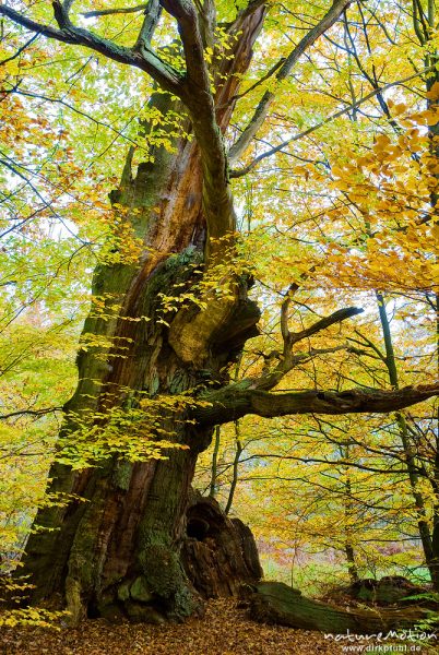 alte Eiche, ehemals einzeln stehend, jetzt inmitten von Buchenwald, Urwald Sababurg, Deutschland