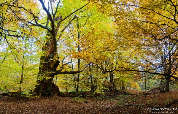 alte Eiche, ehemals einzeln stehend, jetzt inmitten von Buchenwald, Urwald Sababurg, Deutschland