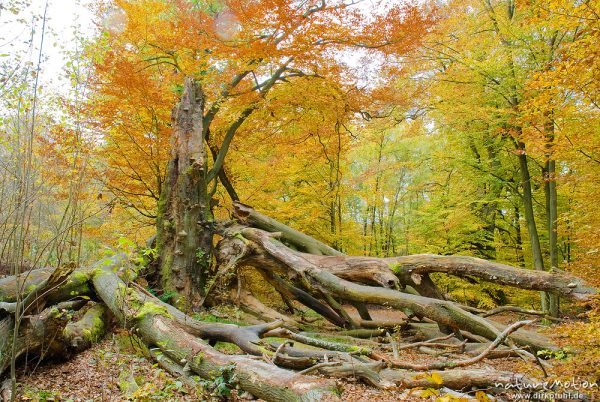 alte Eiche, ehemals einzeln stehend, jetzt inmitten von Buchenwald, herabgebrochene Äste, Adlerfarn, Urwald Sababurg, Deutschland