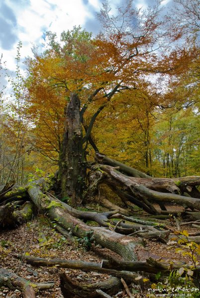 alte Eiche, ehemals einzeln stehend, jetzt inmitten von Buchenwald, herabgebrochene Äste, Adlerfarn, Urwald Sababurg, Deutschland