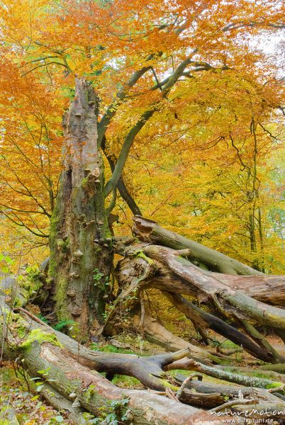 alte Eiche, ehemals einzeln stehend, jetzt inmitten von Buchenwald, herabgebrochene Äste, Adlerfarn, Urwald Sababurg, Deutschland