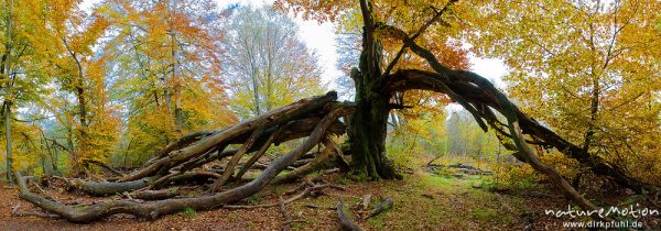 alte Buche, ehemals einzeln stehend, jetzt inmitten von Buchenwald, herabgebrochene Äste, Urwald Sababurg, Deutschland