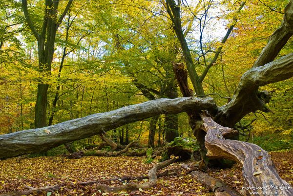 alte Hainbuche, ehemals einzeln stehend, Hutewald, abgebroche Äste, Stamm mit deutlichen Anzeichen für früheren Stockaustrieb, moosbewachsen, Herbstlaub, Urwald Sababurg, Deutschland