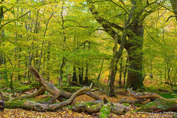 alte Eichen, ehemals einzeln stehend, Hutewald, abgebroche Äste, Herbstlaub, Urwald Sababurg, Deutschland