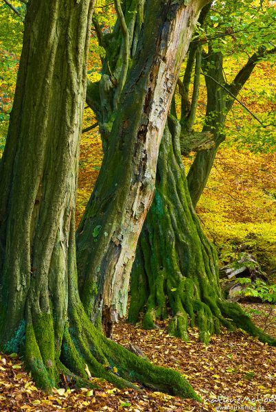 alte Hainbuche, ehemals einzeln stehend, Hutewald, abgebroche Äste, Stamm mit deutlichen Anzeichen für früheren Stockaustrieb, moosbewachsen, Herbstlaub, Urwald Sababurg, Deutschland