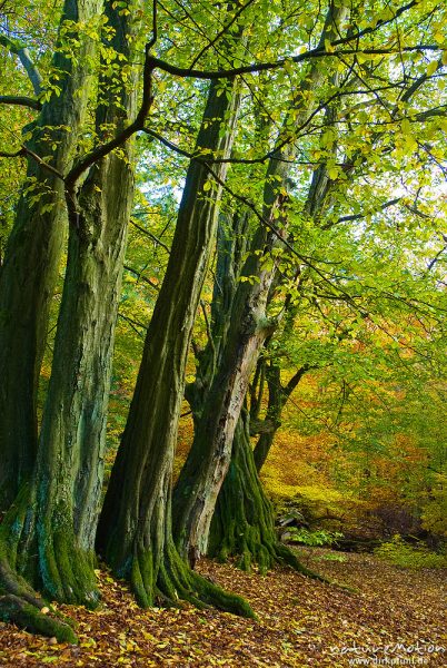 alte Hainbuche, ehemals einzeln stehend, Hutewald, abgebroche Äste, Stamm mit deutlichen Anzeichen für früheren Stockaustrieb, moosbewachsen, Herbstlaub, Urwald Sababurg, Deutschland