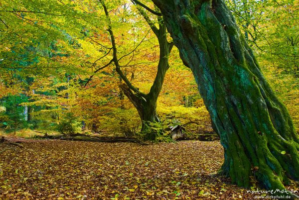 alte Hainbuche, ehemals einzeln stehend, Hutewald, abgebroche Äste, Stamm mit deutlichen Anzeichen für früheren Stockaustrieb, moosbewachsen, Herbstlaub, Urwald Sababurg, Deutschland