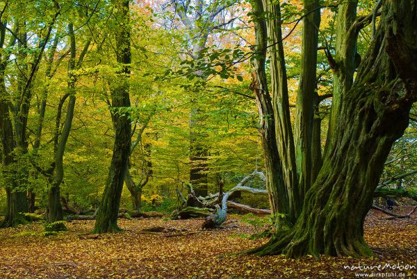 alte Hainbuche, ehemals einzeln stehend, Hutewald, abgebroche Äste, Stamm mit deutlichen Anzeichen für früheren Stockaustrieb, moosbewachsen, Herbstlaub, Urwald Sababurg, Deutschland