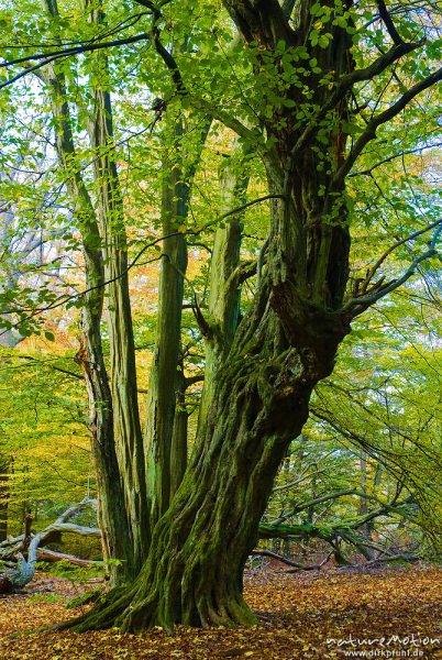 alte Hainbuche, ehemals einzeln stehend, Hutewald, abgebroche Äste, Stamm mit deutlichen Anzeichen für früheren Stockaustrieb, moosbewachsen, Herbstlaub, Urwald Sababurg, Deutschland