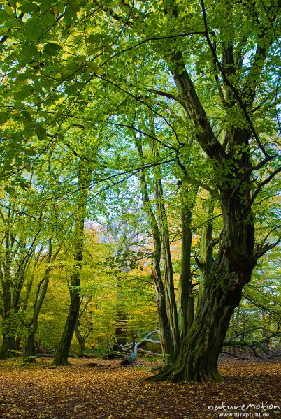 alte Hainbuche, ehemals einzeln stehend, Hutewald, abgebroche Äste, Stamm mit deutlichen Anzeichen für früheren Stockaustrieb, moosbewachsen, Herbstlaub, Urwald Sababurg, Deutschland