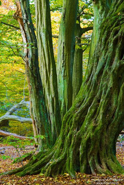 alte Hainbuche, ehemals einzeln stehend, Hutewald, abgebroche Äste, Stamm mit deutlichen Anzeichen für früheren Stockaustrieb, moosbewachsen, Herbstlaub, Urwald Sababurg, Deutschland