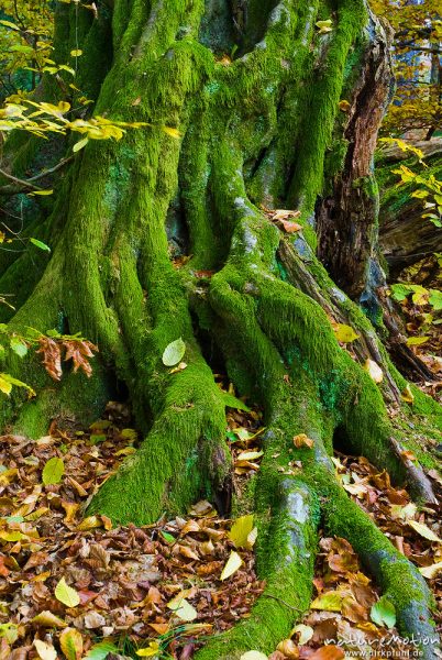 Wurzelansatz, alte Hainbuche, ehemals einzeln stehend, Hutewald, abgebroche Äste, Stamm mit deutlichen Anzeichen für früheren Stockaustrieb, moosbewachsen, Herbstlaub, Urwald Sababurg, Deutschland