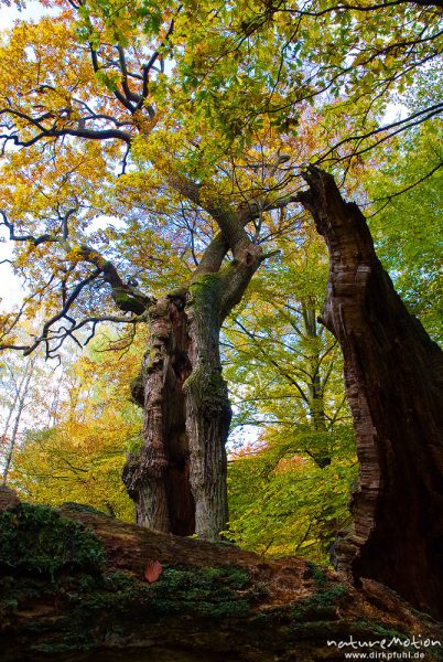 alte Eiche mit hohlem Stamm, ehemals einzeln stehend, jetzt inmitten von Buchenwald, davor zerfallene Eiche, Herbstlaub, Urwald Sababurg, Deutschland