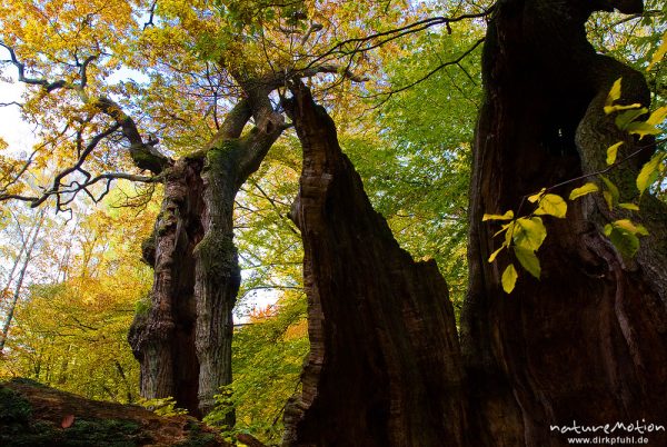 alte Eiche mit hohlem Stamm, ehemals einzeln stehend, jetzt inmitten von Buchenwald, davor zerfallene Eiche, Herbstlaub, Urwald Sababurg, Deutschland