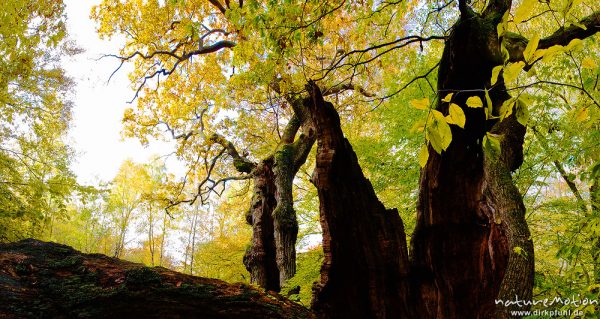 alte Eiche mit hohlem Stamm, ehemals einzeln stehend, jetzt inmitten von Buchenwald, davor zerfallene Eiche, Herbstlaub, Urwald Sababurg, Deutschland