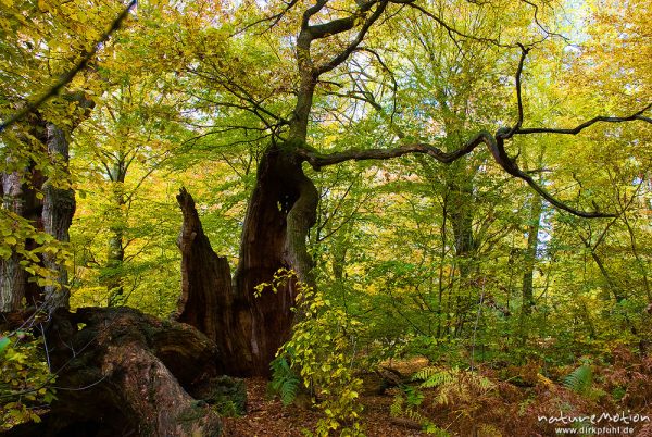 alte zerfallene Eiche mit hohlem Stamm, ehemals einzeln stehend, jetzt inmitten von Buchenwald, davor zerfallene Eiche, Herbstlaub, Urwald Sababurg, Deutschland