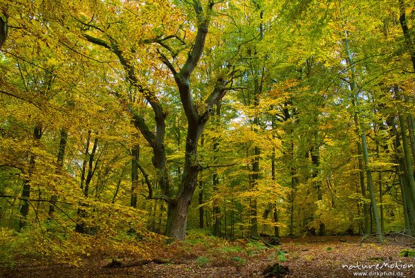 alte Eiche, ehemals einzeln stehend, jetzt inmitten von Buchenwald, abgebrochene Äste, Herbstlaub, Urwald Sababurg, Deutschland