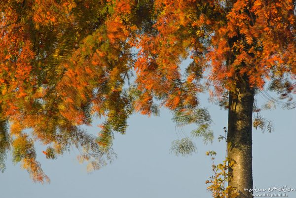 Eberesche, Vogelbeere, Sorbus aucuparia, Rosengewächse (Rosaceae), Stamm und Äste mit rot gefärbtem Herbstlaub und Früchten, Mehrfachbelichtung, Leineauen südlich Göttingen, Göttingen, Deutschland