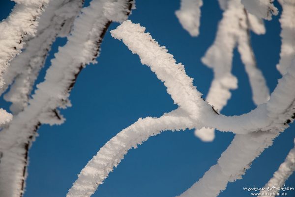 Schnee bedeckt Zweige, vom Wind geschliffen, schneeverkrustete Bäume, Hans Kühnenburg, Nationalpark , St. Andreasberg (Harz), Deutschland