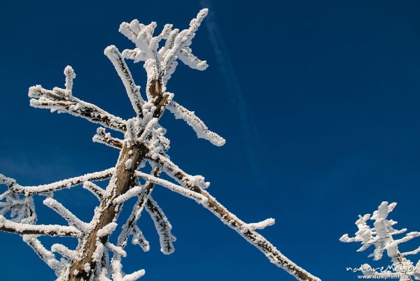 Fichten, schnee- und eisverkrustet, vom Wind geschliffen, Hanskühnenburg-Klippe, Nationalpark Harz, St. Andreasberg (Harz), Deutschland