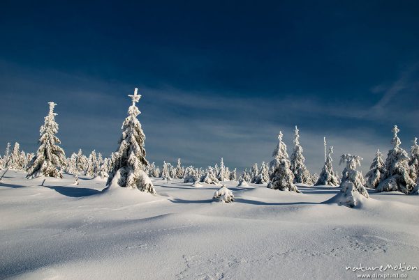 Fichten, schneebedeckt, Moorflächen im Nationalpark Harz, Stieglitzeck, St. Andreasberg (Harz), Deutschland