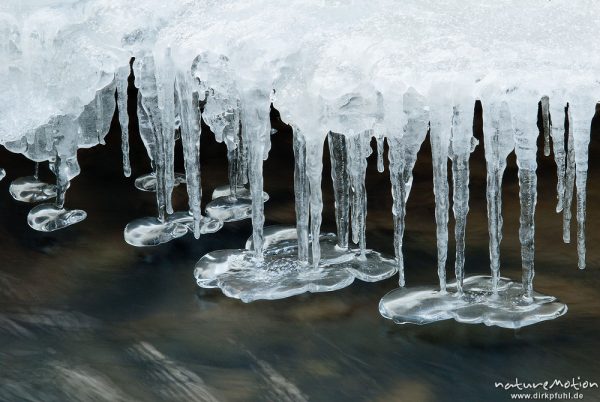 Eiszapfen an vereistem Bachufer, von der Eisdecke herabtropfendes Wasser bildet regelrechte Tropfsteinhöhle zwischen Eis und Wasseroberfläche, Niemetal, Löwenhagen, Deutschland