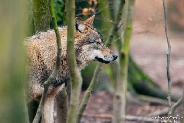 Wolf, Canis lupus, Hunde (Canidae), Tierpark Neuhaus, captive, Neuhaus, Deutschland