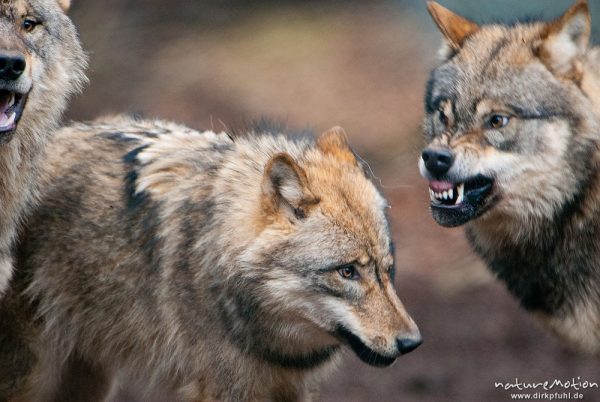 Wolf, Canis lupus, Hunde (Canidae), Rudel während der Ranz, Rangeleihen um Rangordnung, Tierpark Neuhaus, captive, Neuhaus, Deutschland