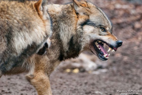 Wolf, Canis lupus, Hunde (Canidae), Rudel während der Ranz, Rangeleihen um Rangordnung, Tierpark Neu, Neuhaus, Deutschland