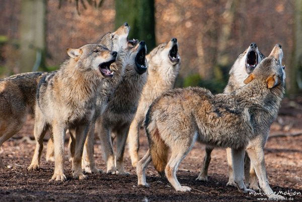Wolf, Canis lupus, Hunde (Canidae), heulendes Rudel während der Ranz, Tierpark Neuhaus, captive, Neuhaus, Deutschland