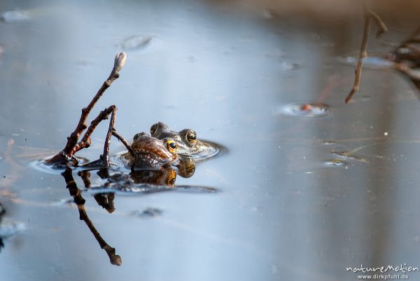 Grasfrosch, Rana temporaria, Echte Frösche (Ranidae), Paar im ruhigen Wasser, Erlenbruch Herberhäuser Stieg, A nature document - not arranged nor manipulated, Göttingen, Deutschland