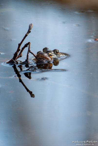 Grasfrosch, Rana temporaria, Echte Frösche (Ranidae), Paar im ruhigen Wasser, Erlenbruch Herberhäuser Stieg, A nature document - not arranged nor manipulated, Göttingen, Deutschland