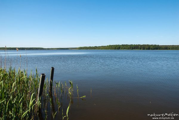 Großer Labussee, Ufer und Wasserfläche, Zwenzow, Deutschland