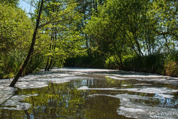 Flusslauf mit Aue, Wasseroberfläche bedeckt von Weidenpollen, stark bewachsenem Ufer und überhängenden Zweigen, Schwaanhavel, Wesenberg, Deutschland