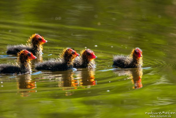 Bläßhuhn, Bläßralle, Fulica atra, Rallidae, Küken mit rot-gelbem Kopfgefieder, schwimmend im Wasser, versuchen ihre Eltern zu erreichen, Gobenowsee, A nature document - not arranged nor manipulated, Wesenberg, Deutschland