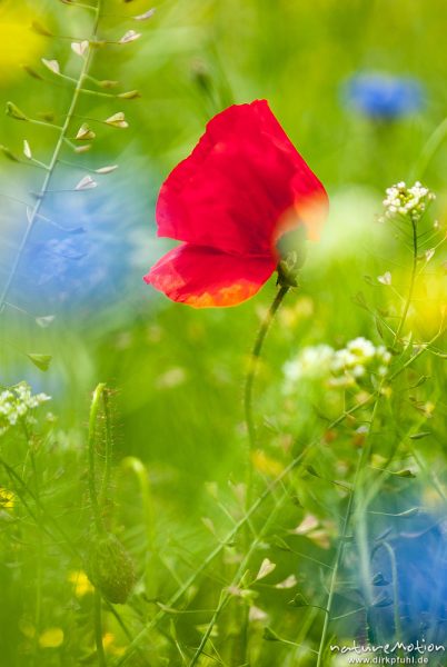 Klatsch-Mohn, Papaver rhoeas, Papaveraceae, blühende Pflanze inmitten von Raps und Hirtentäschel, Reinhäuser Wald, A nature document - not arranged nor manipulated, Reinhausen bei Göttingen, Deutschland