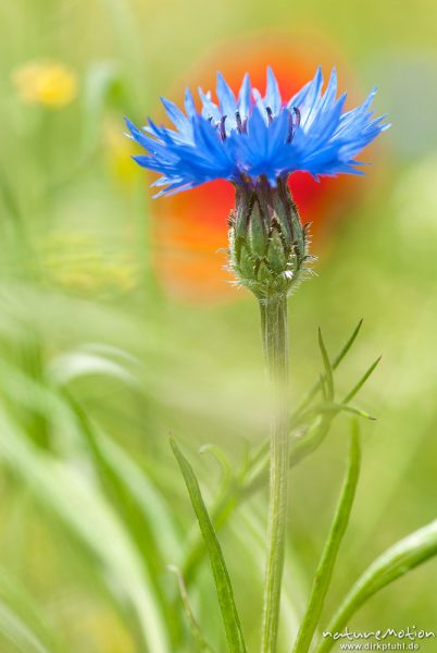 Kornblume, Centaurea cyanus, Asteraceae, blühende Pflanze inmitten von Mohn, Raps und Hirtentäschel, Reinhäuser Wald, A nature document - not arranged nor manipulated, Reinhausen bei Göttingen, Deutschland